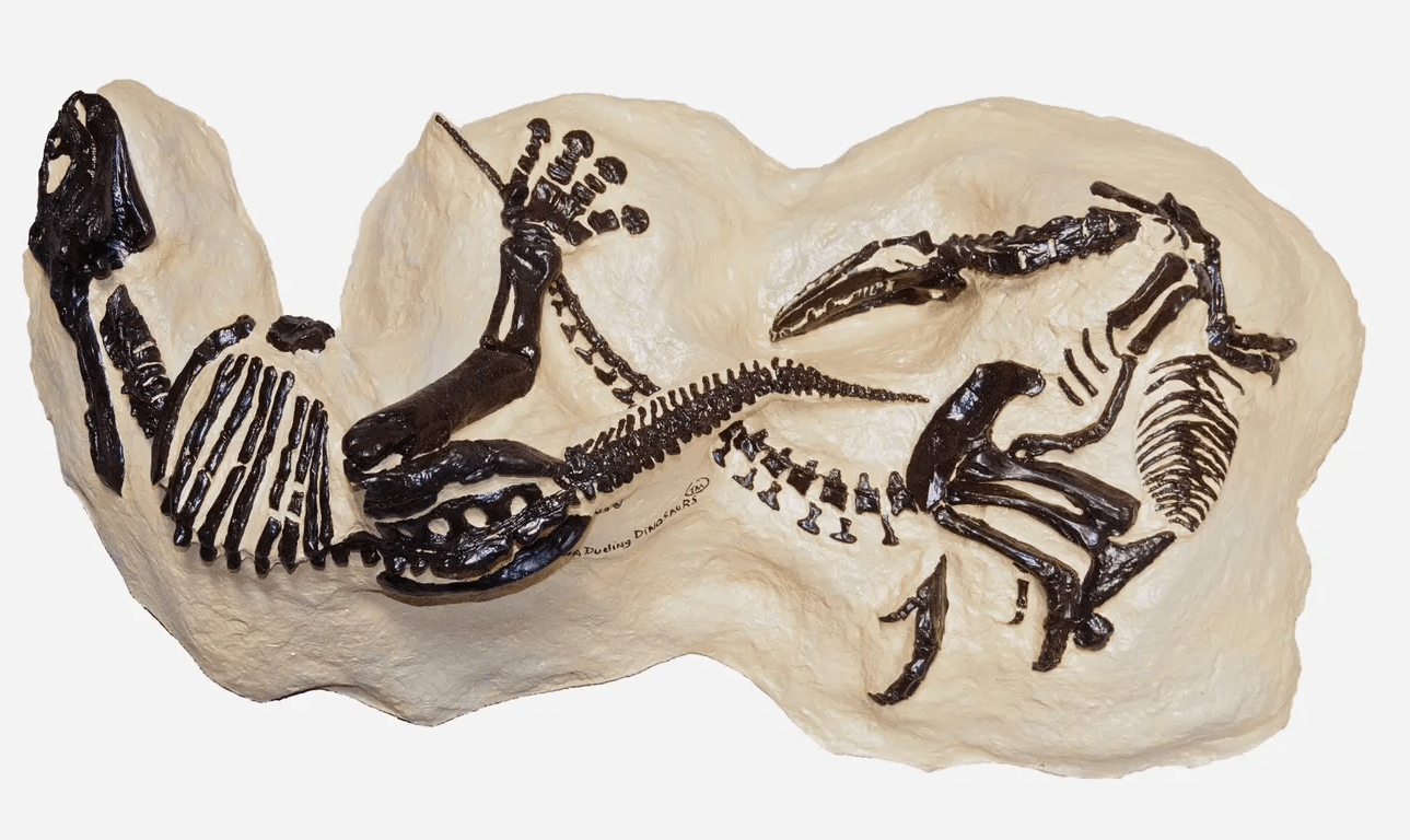Update "Dueling Dinosaurs" fossils headed for North Carolina museum